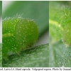 lept sinapis larva4 volg2